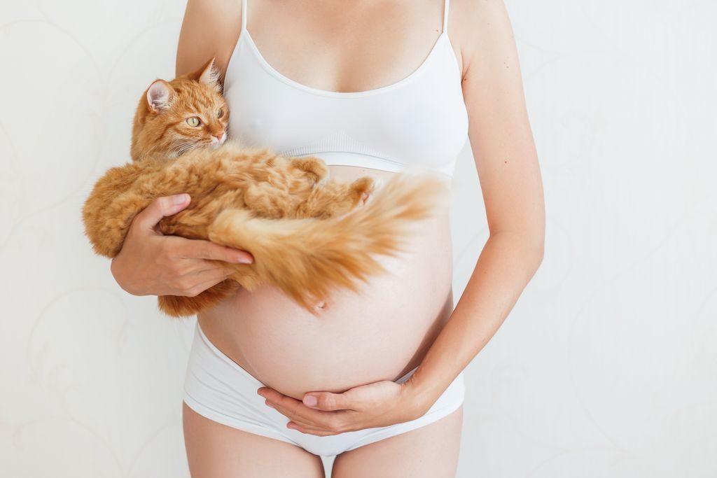 Schwangere Katzenhalterinnen müssen sicherstellen, sich nicht mit Toxoplasmose anzustecken
