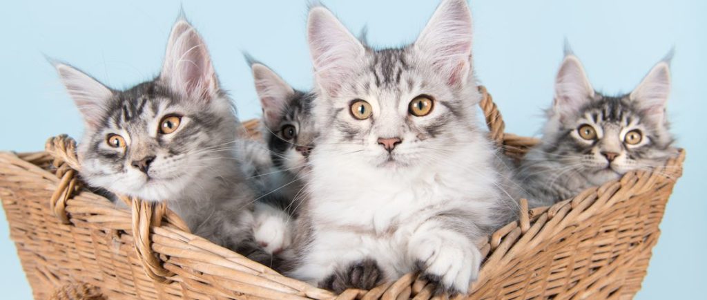 In den Ratgebern finden sich auch viele Hinweise über die Aufzucht von Kitten